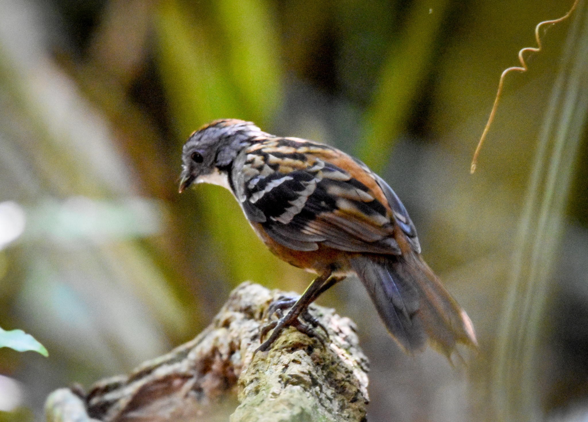 Australian Logrunner