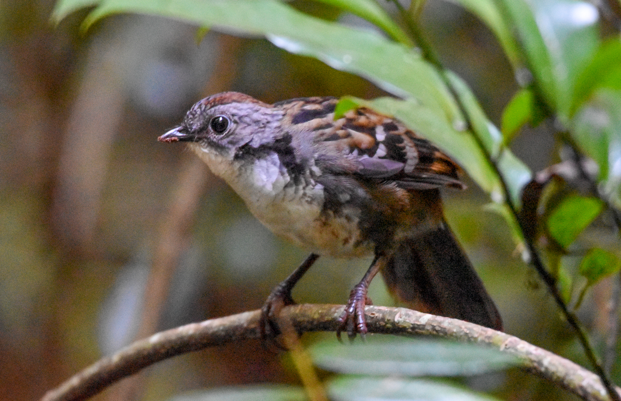 Australian Logrunner