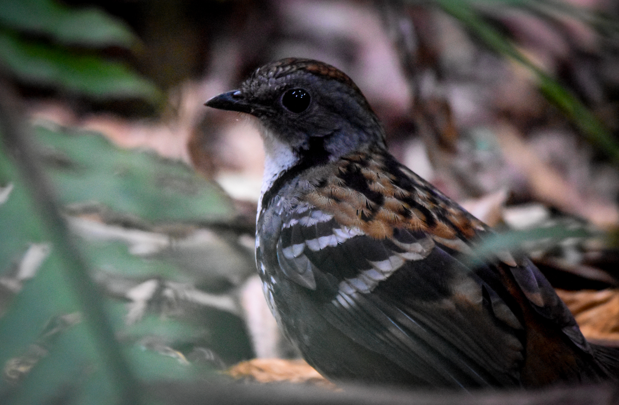 Australian Logrunner