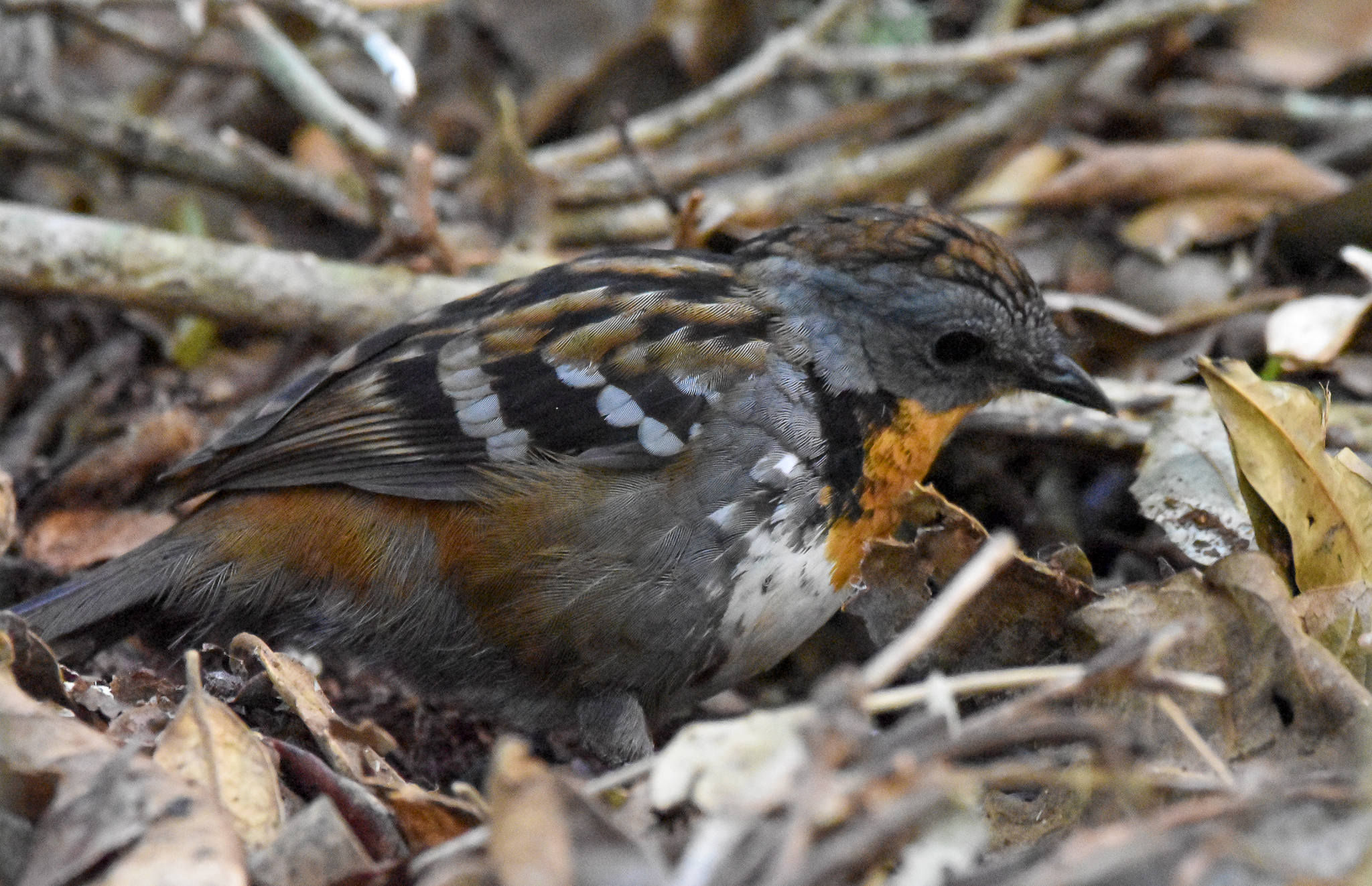 Australian Logrunner