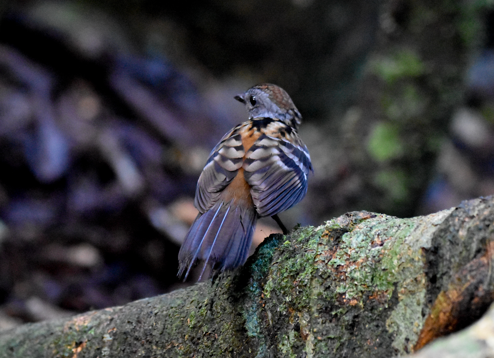 Australian Logrunner