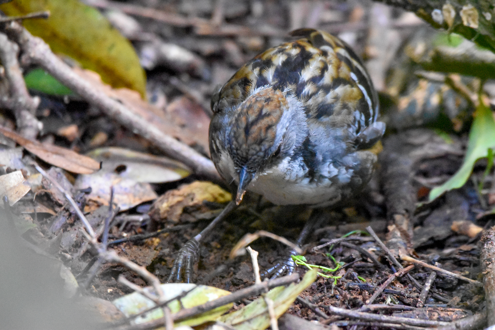 Australian Logrunner