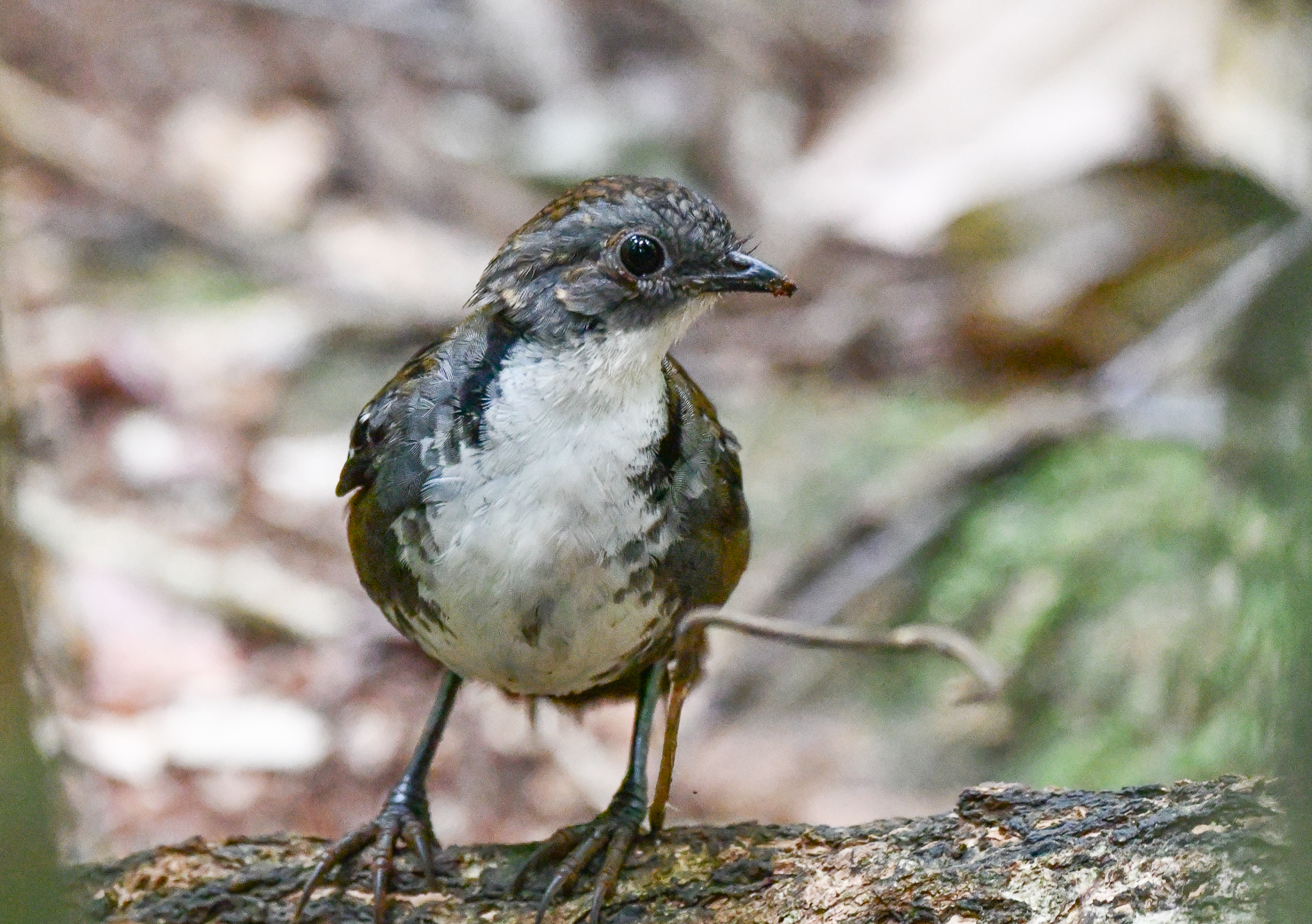 Australian Logrunner