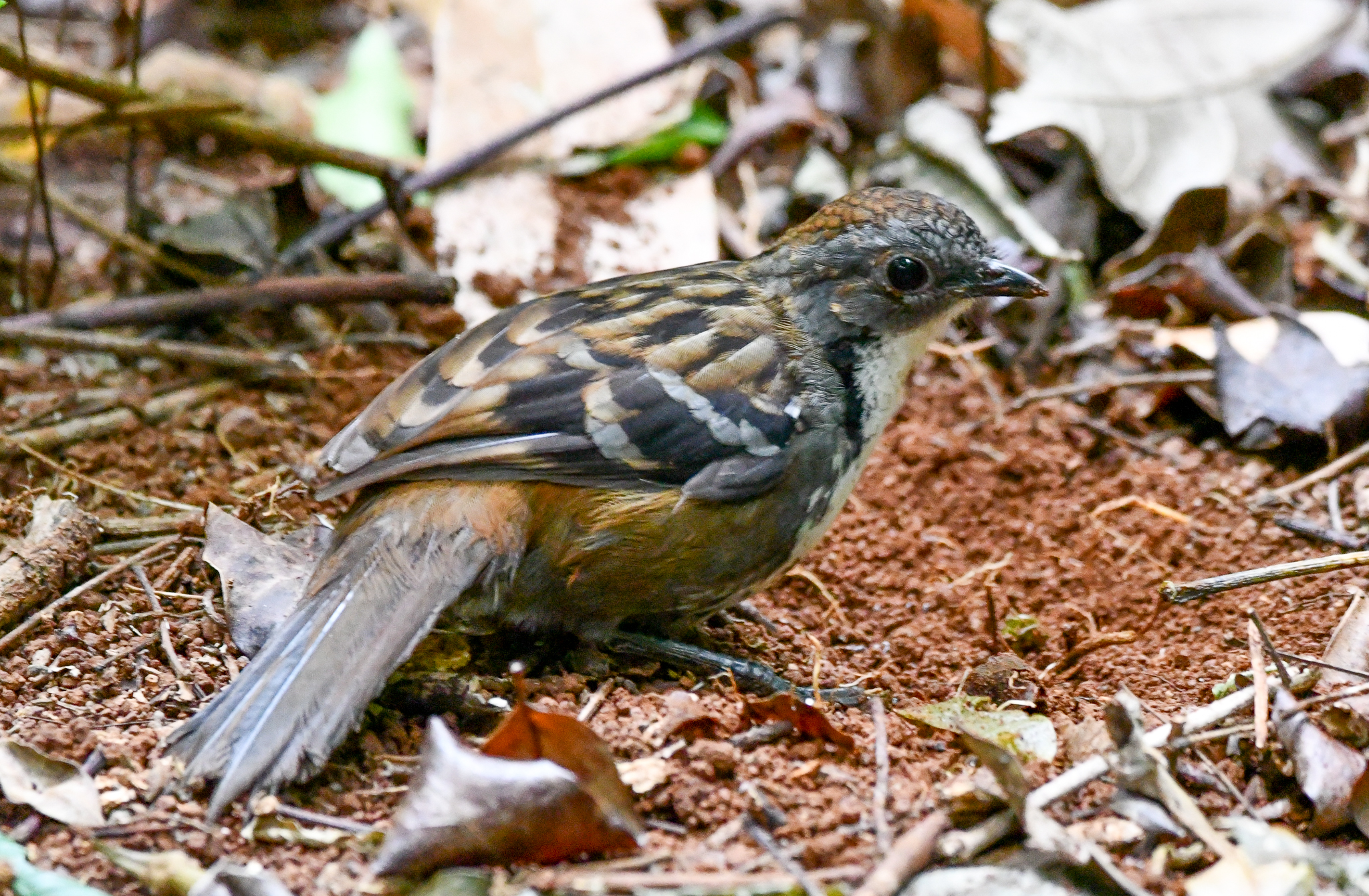 Australian Logrunner