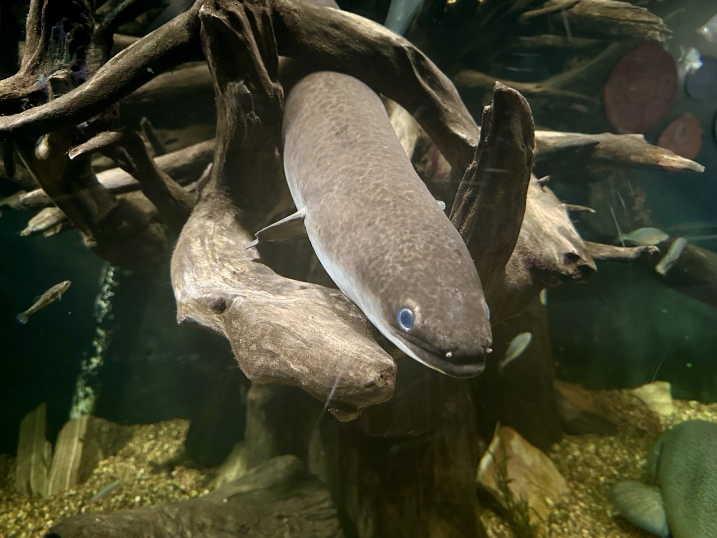 Australian long-fin eel (Anguilla reinhardtii)