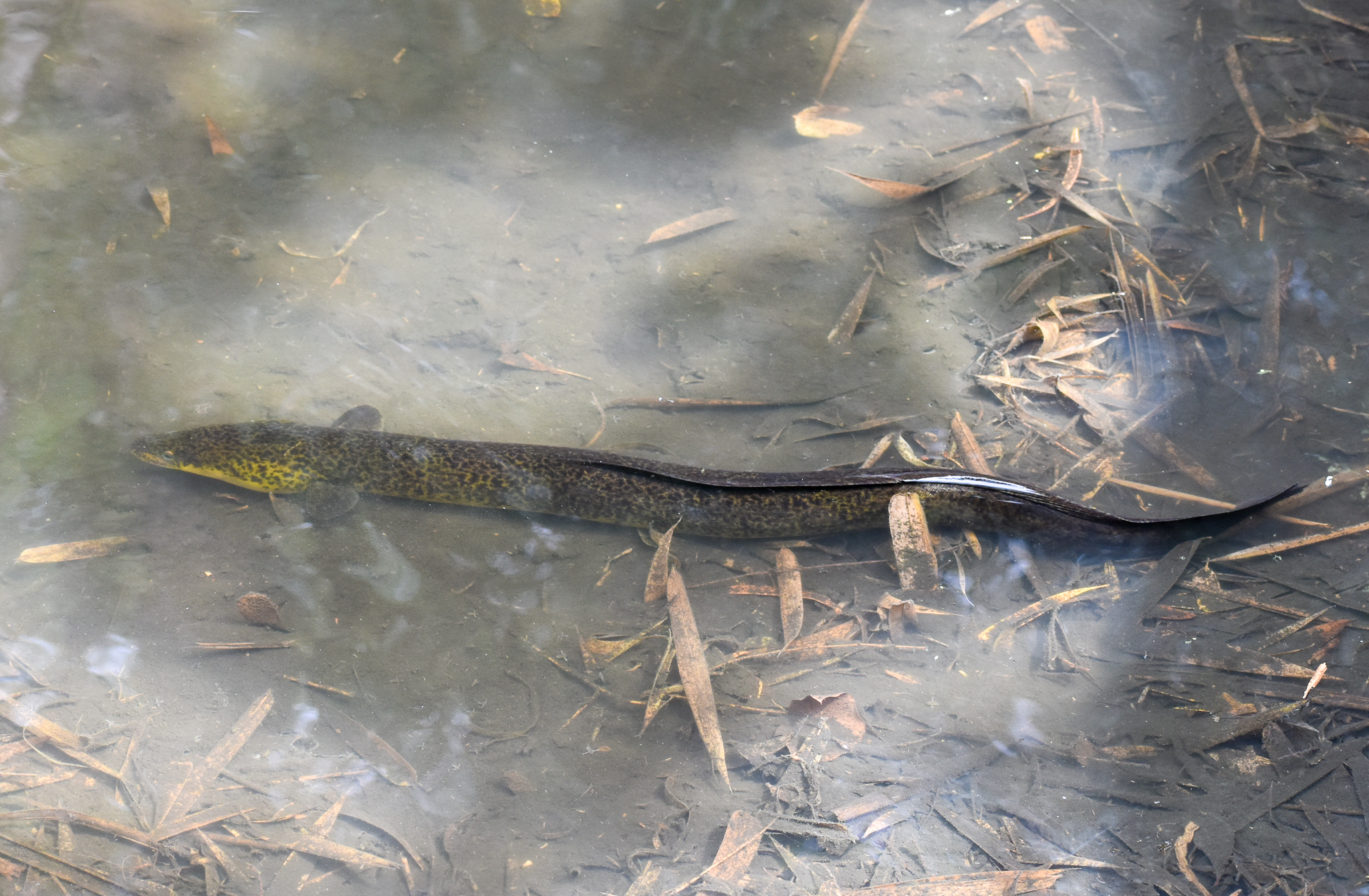Australian Long-finned Eel