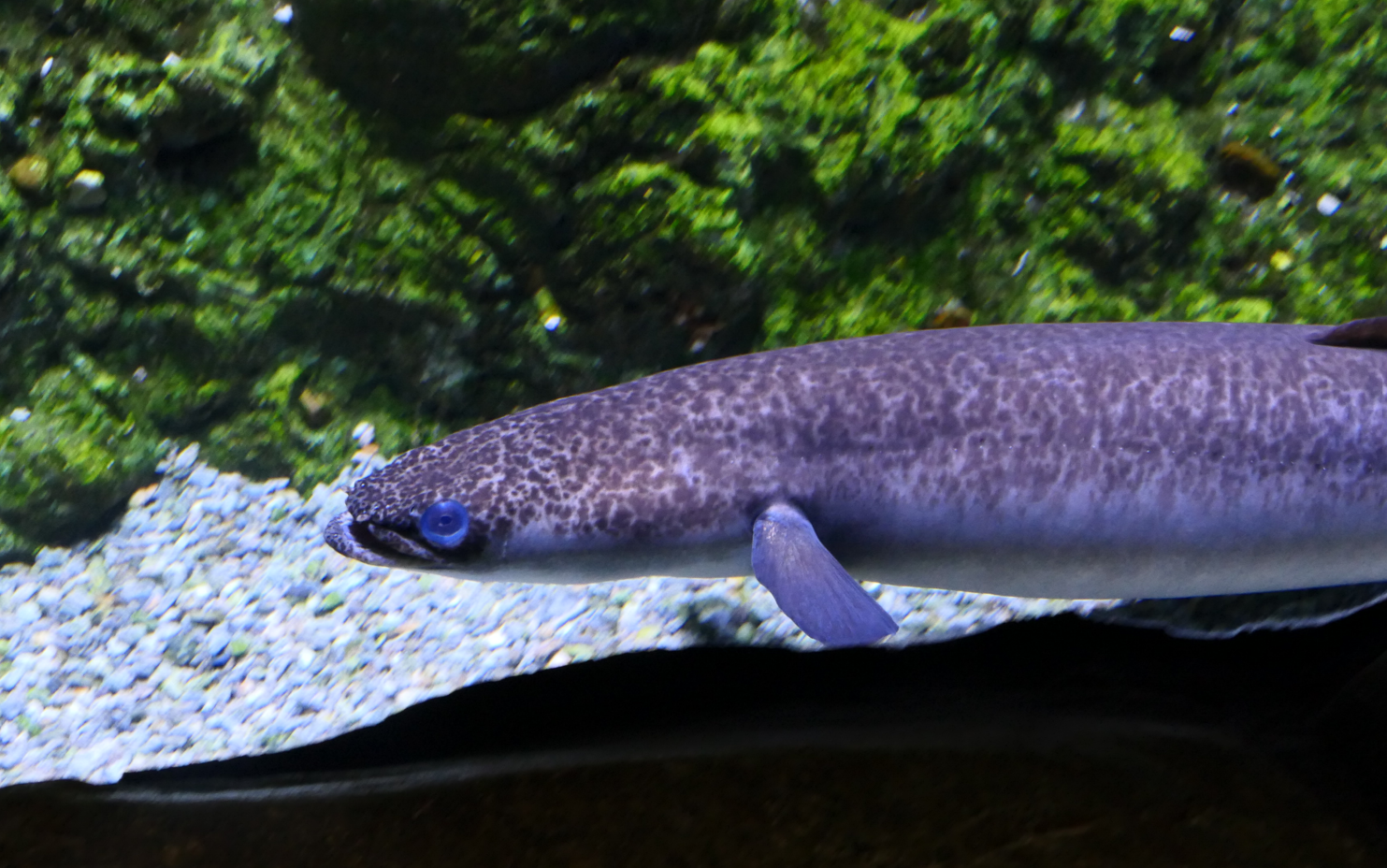 Australian Longfin Eel
