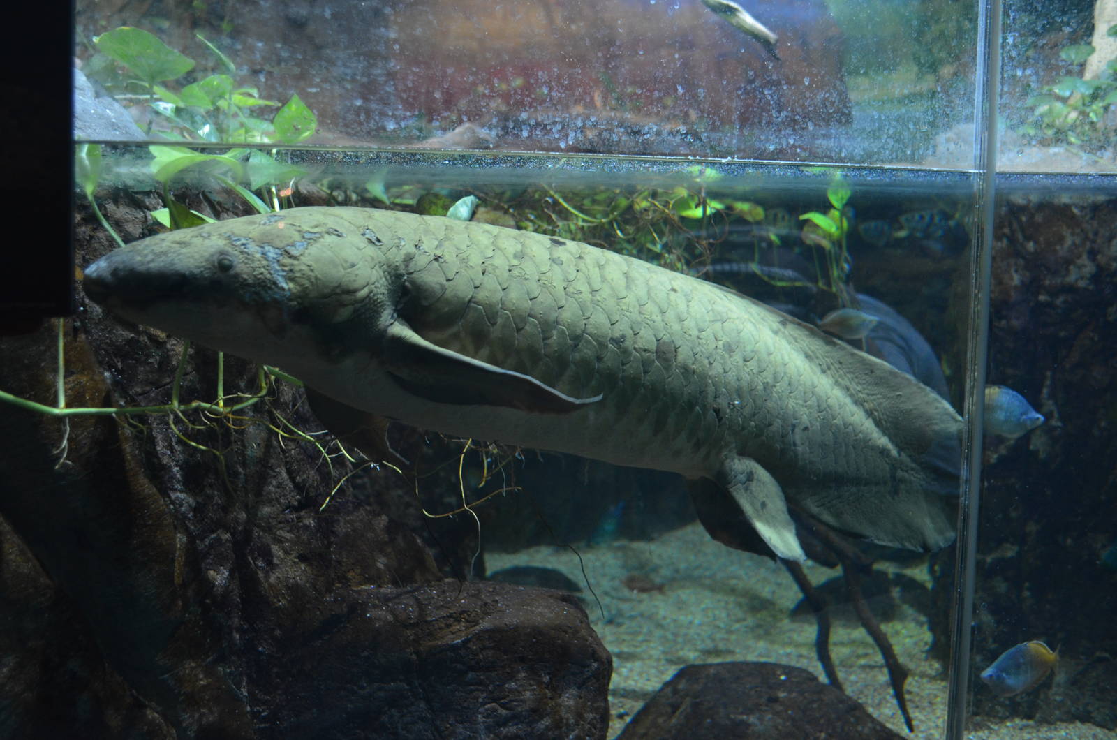 Australian Lung Fish