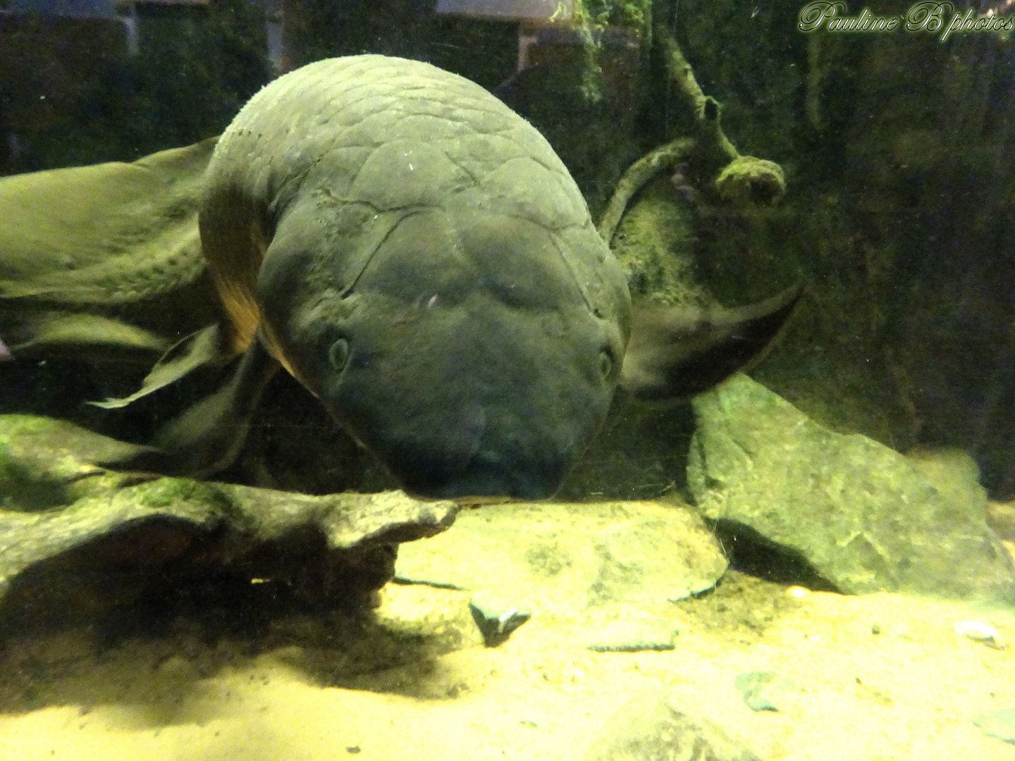 Australian Lungfish 16 November 2025