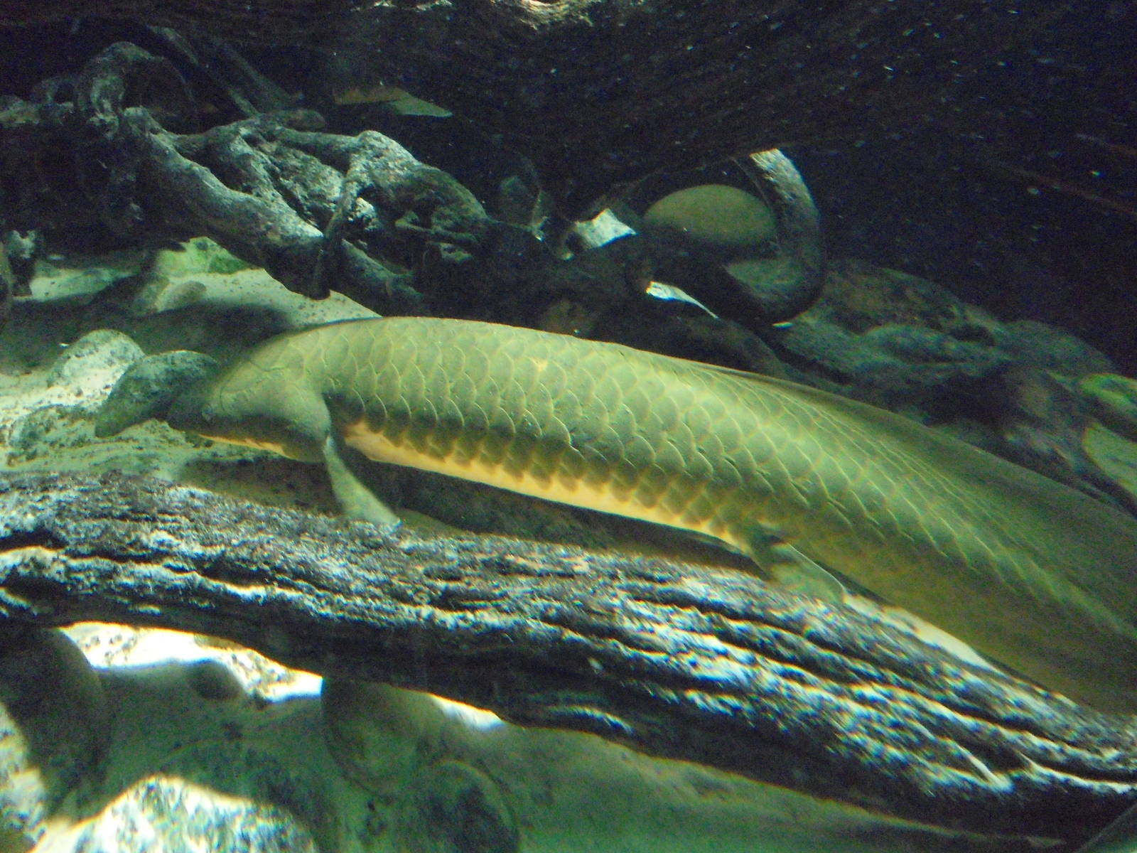 Australian Lungfish 2105.