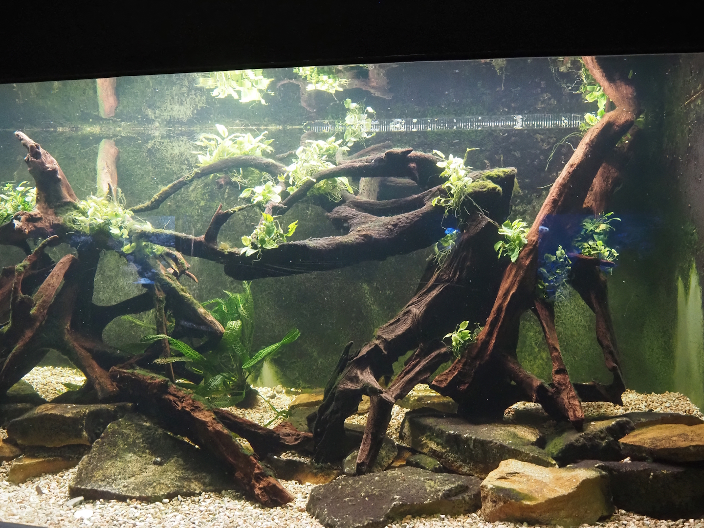 Australian lungfish and Rainbowfish tank, 2024-06-08
