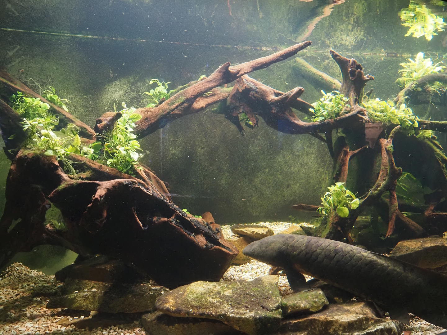 Australian lungfish and Rainbowfish tank, 2024-06-08