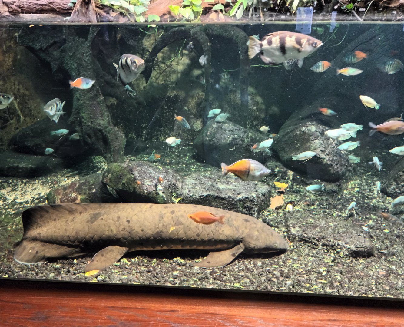 Australian Lungfish, Archerfish and Rainbowfish
