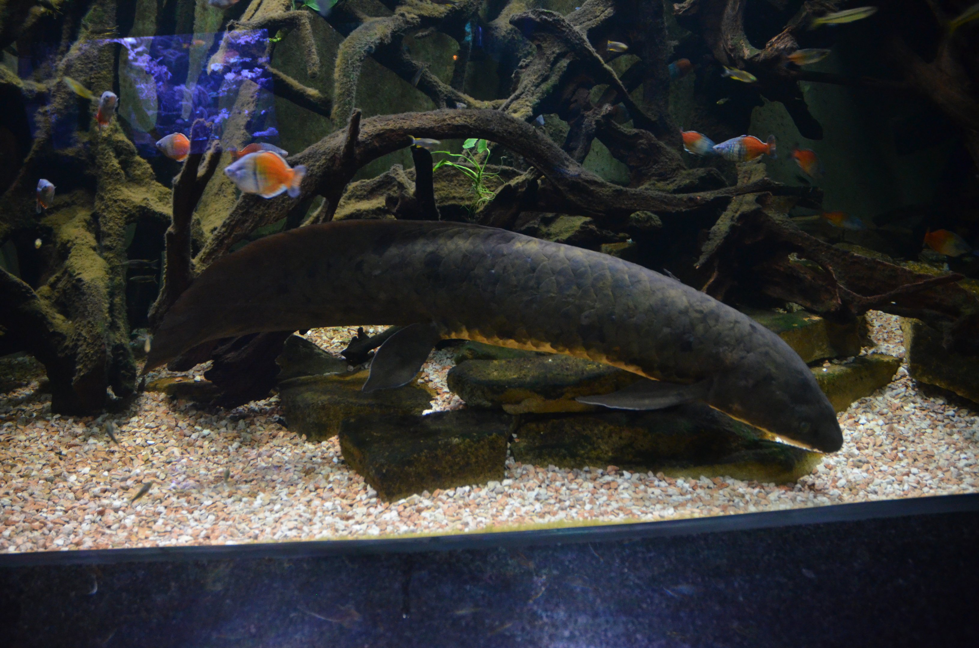 Australian Lungfish at Duisburg, 17/06/19