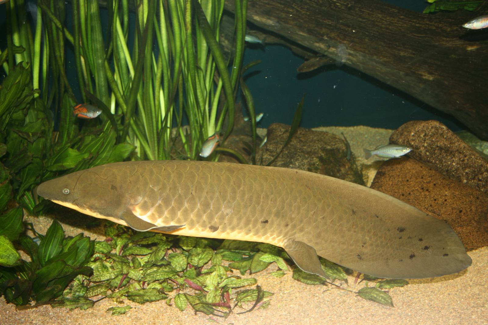 Australian lungfish; Basle Zoo; 2nd September 2009