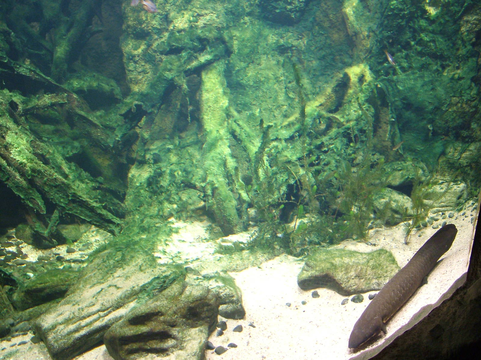 Australian Lungfish Exhibit - Gondwanaland, Leipzig, 02/09/11
