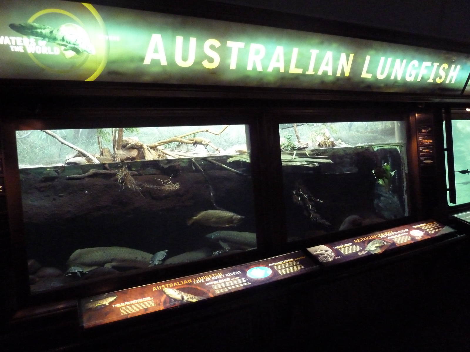 Australian Lungfish Exhibit