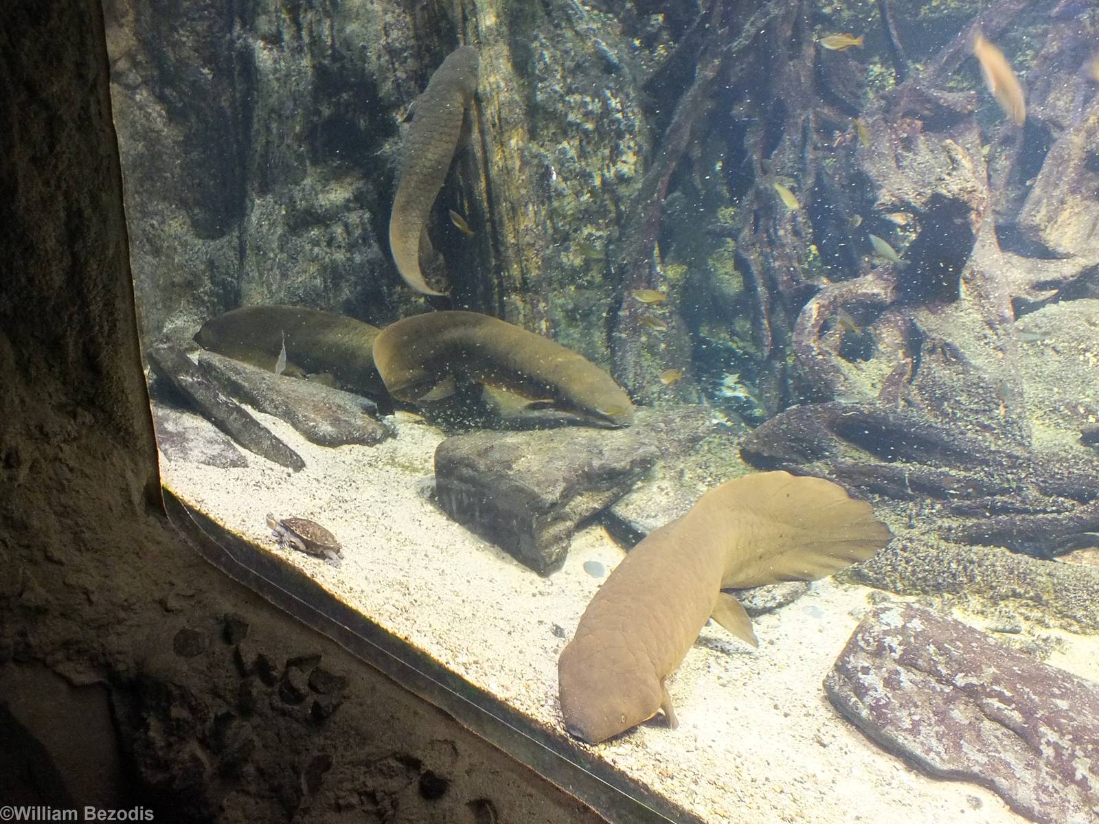 Australian Lungfish in Gondwanaland