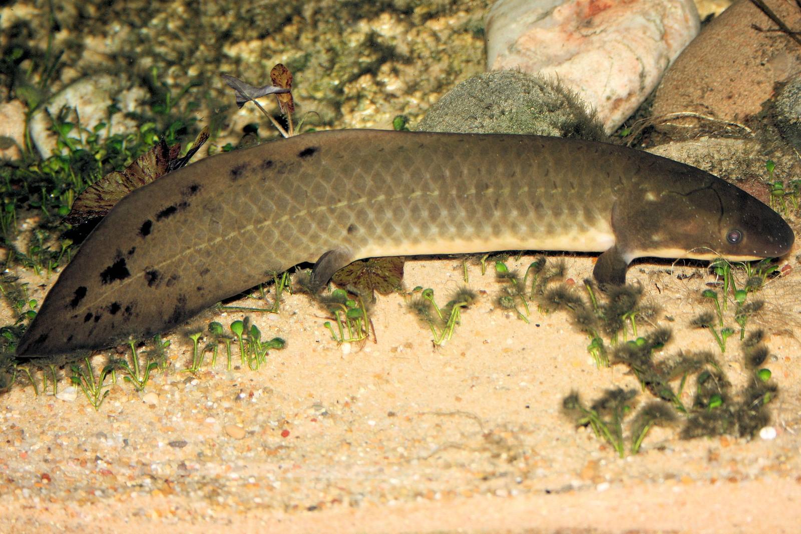Australian lungfish; London Zoo; 14th April 2013