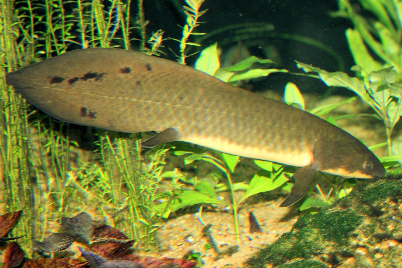 Australian lungfish; London Zoo; 14th April 2013