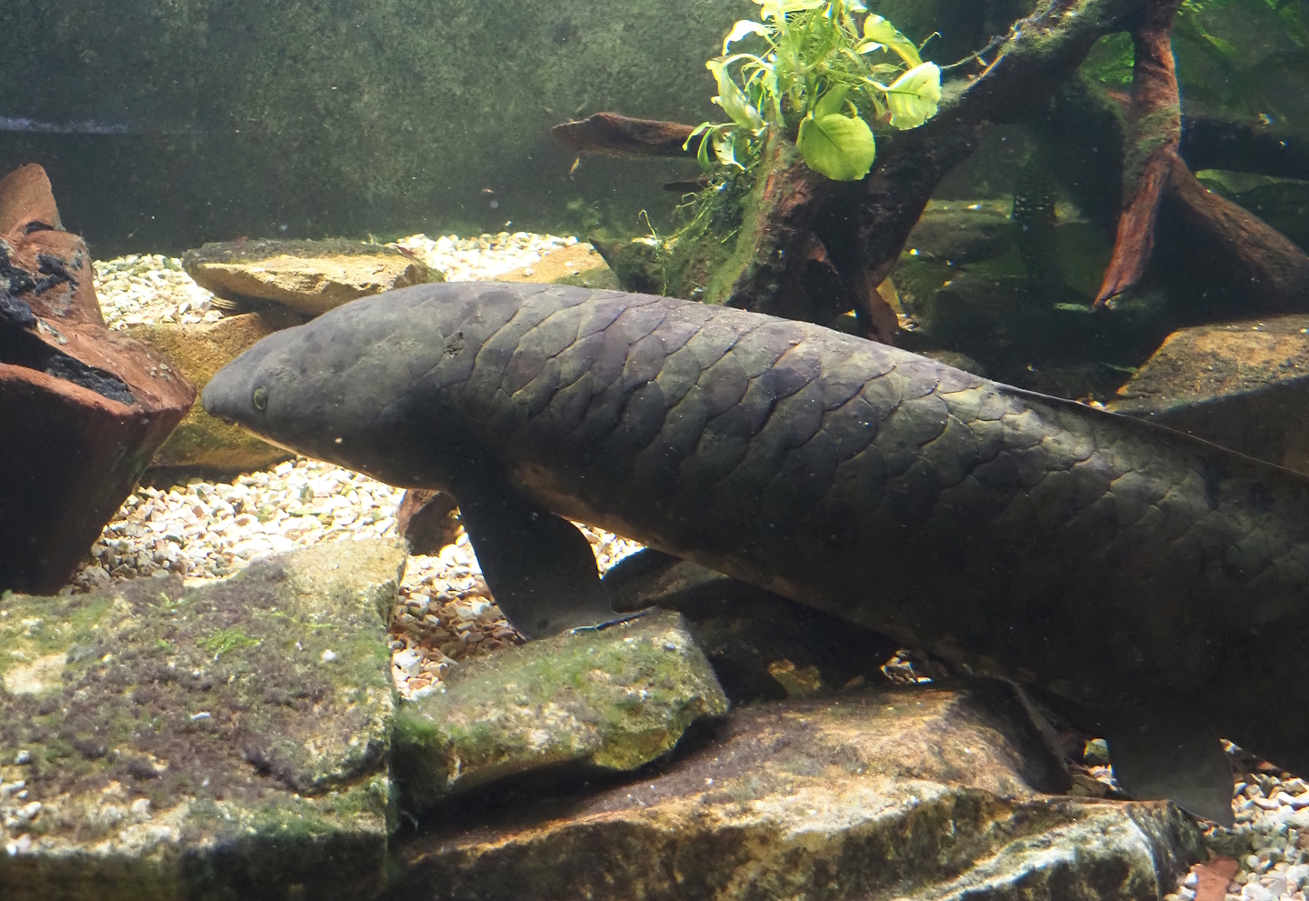 Australian lungfish (Neoceratodus forsteri), 2024-06-08