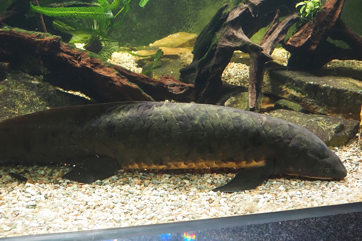 Australian lungfish (Neoceratodus forsteri), 2024-06-08