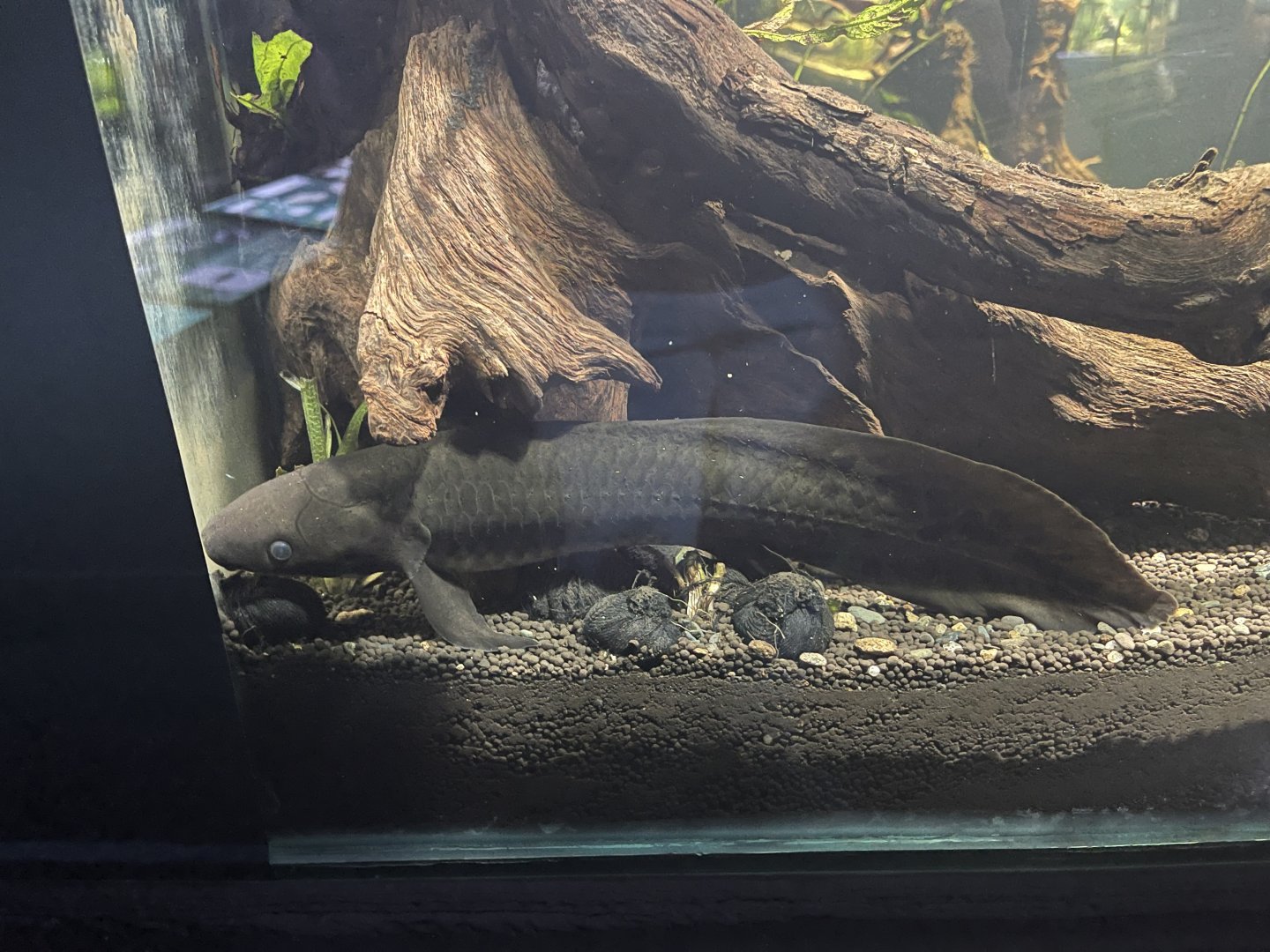 australian lungfish (neoceratodus forsteri) - dunia air tawar