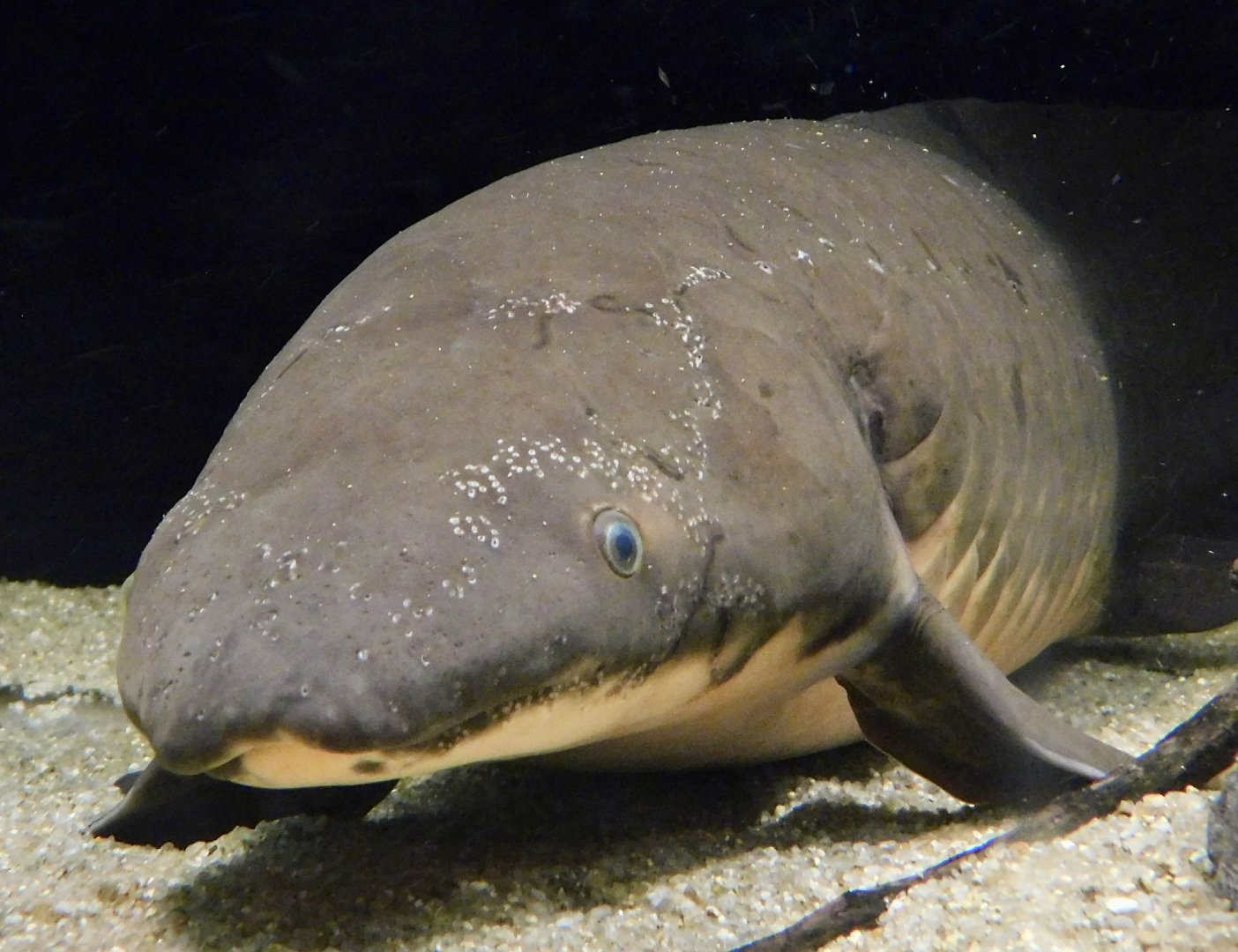 Australian Lungfish (Neoceratodus forsteri) - Kawasui Kawasaki Aquarium November 19, 2025
