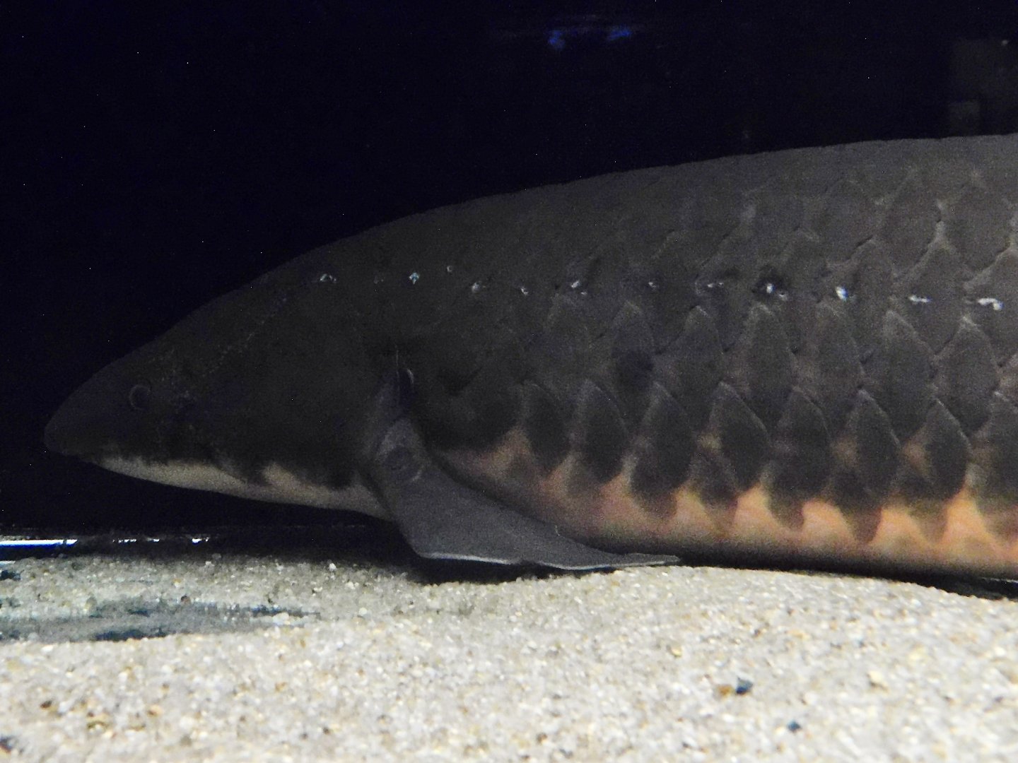 Australian Lungfish (Neoceratodus forsteri) Kawasui Kawasaki Aquarium September 18, 2025