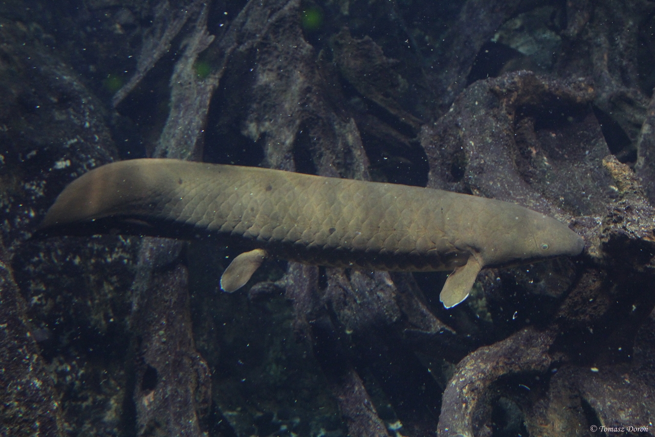 Australian Lungfish (Neoceratodus forsteri)