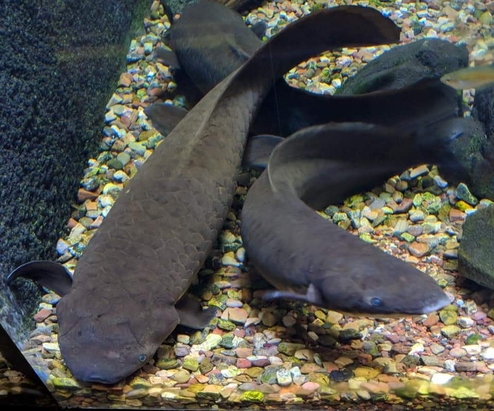 Australian lungfish (Neoceratodus forsteri)
