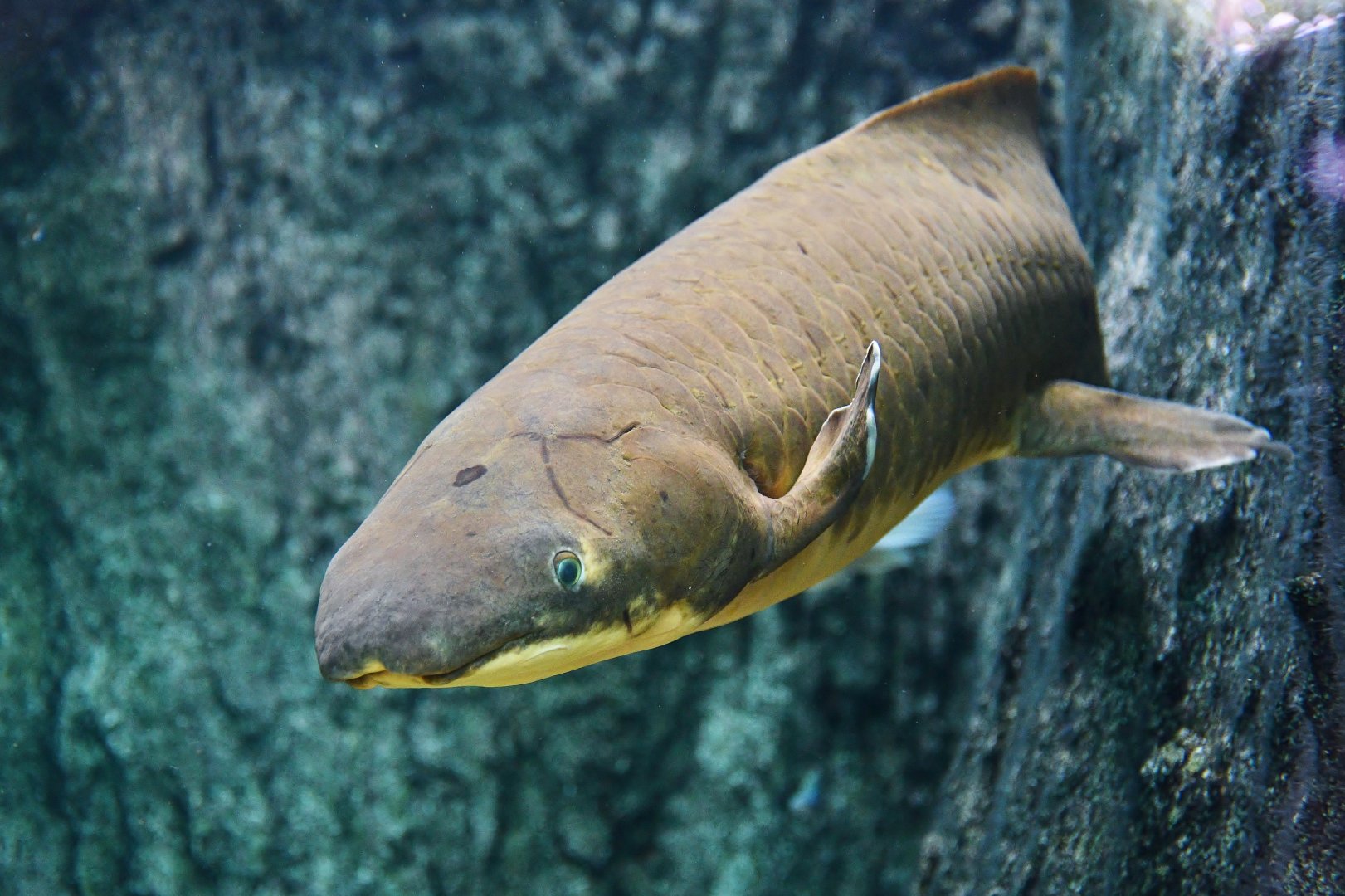 Australian Lungfish (Neoceratodus forsteri)
