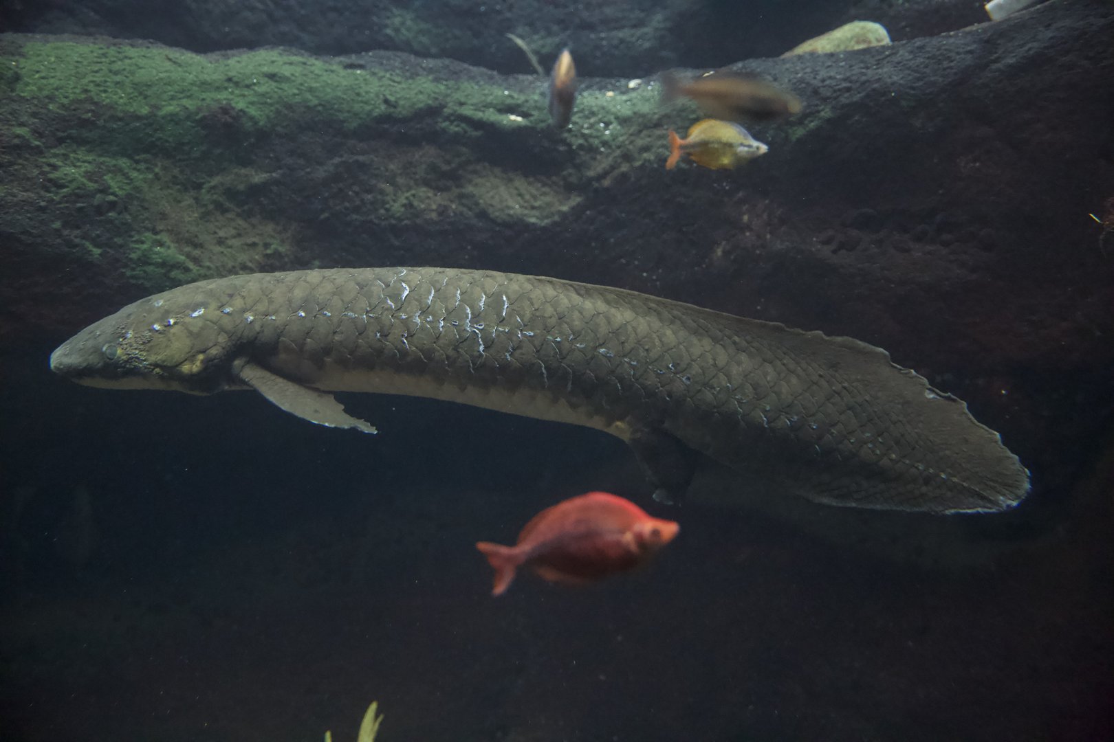 Australian Lungfish/ Neoceratodus forsteri