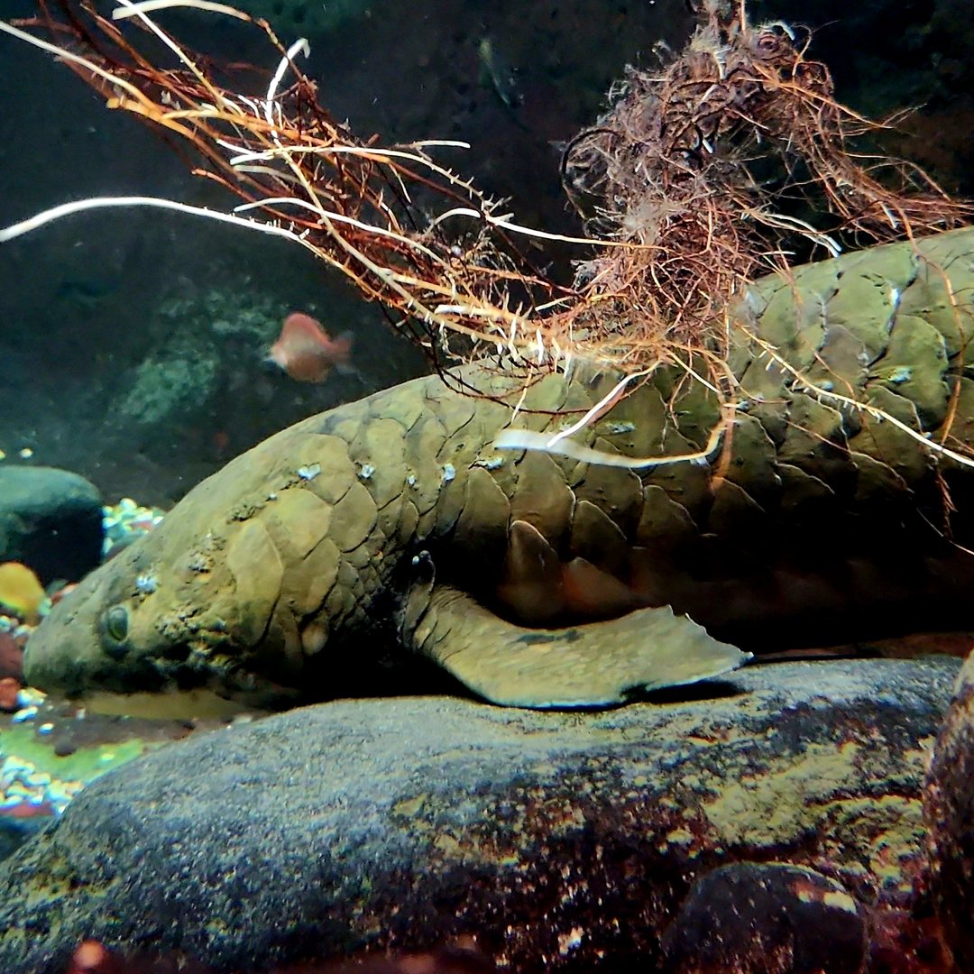 Australian Lungfish (Neoceratodus forsteri)