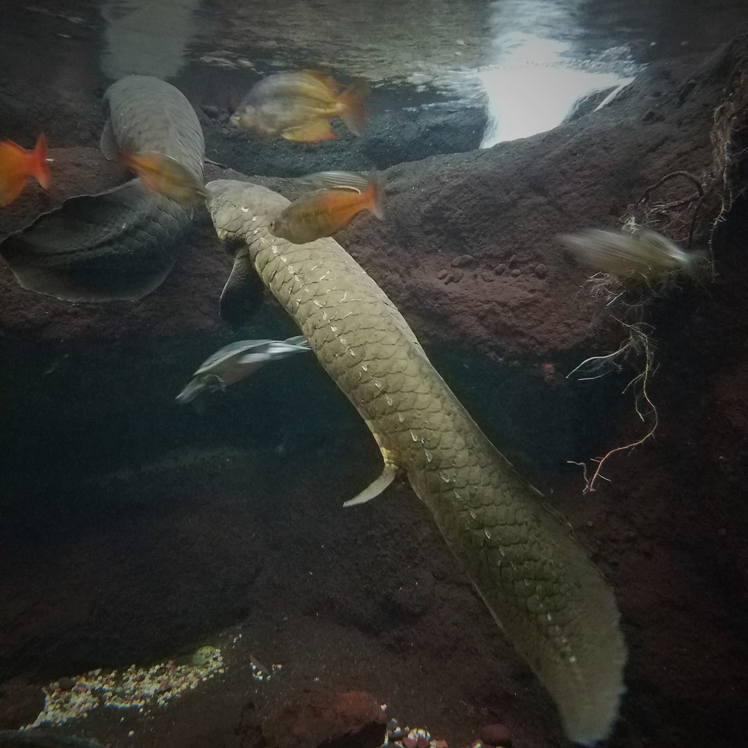 Australian Lungfish (Neoceratodus forsteri)