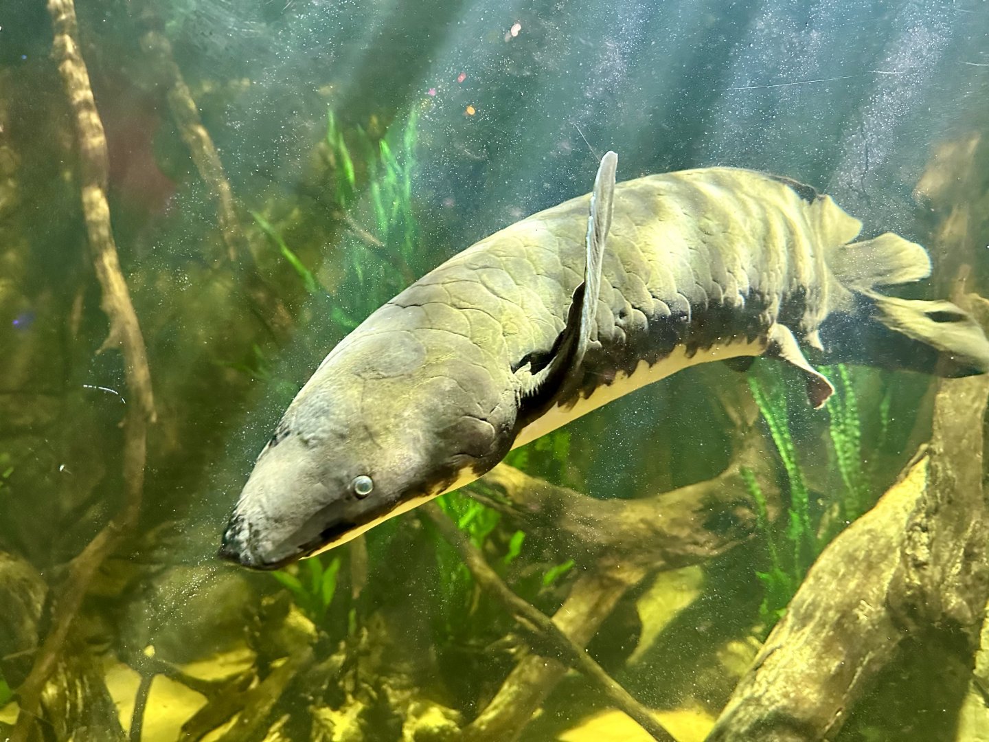 Australian lungfish (Neoceratodus forsteri)