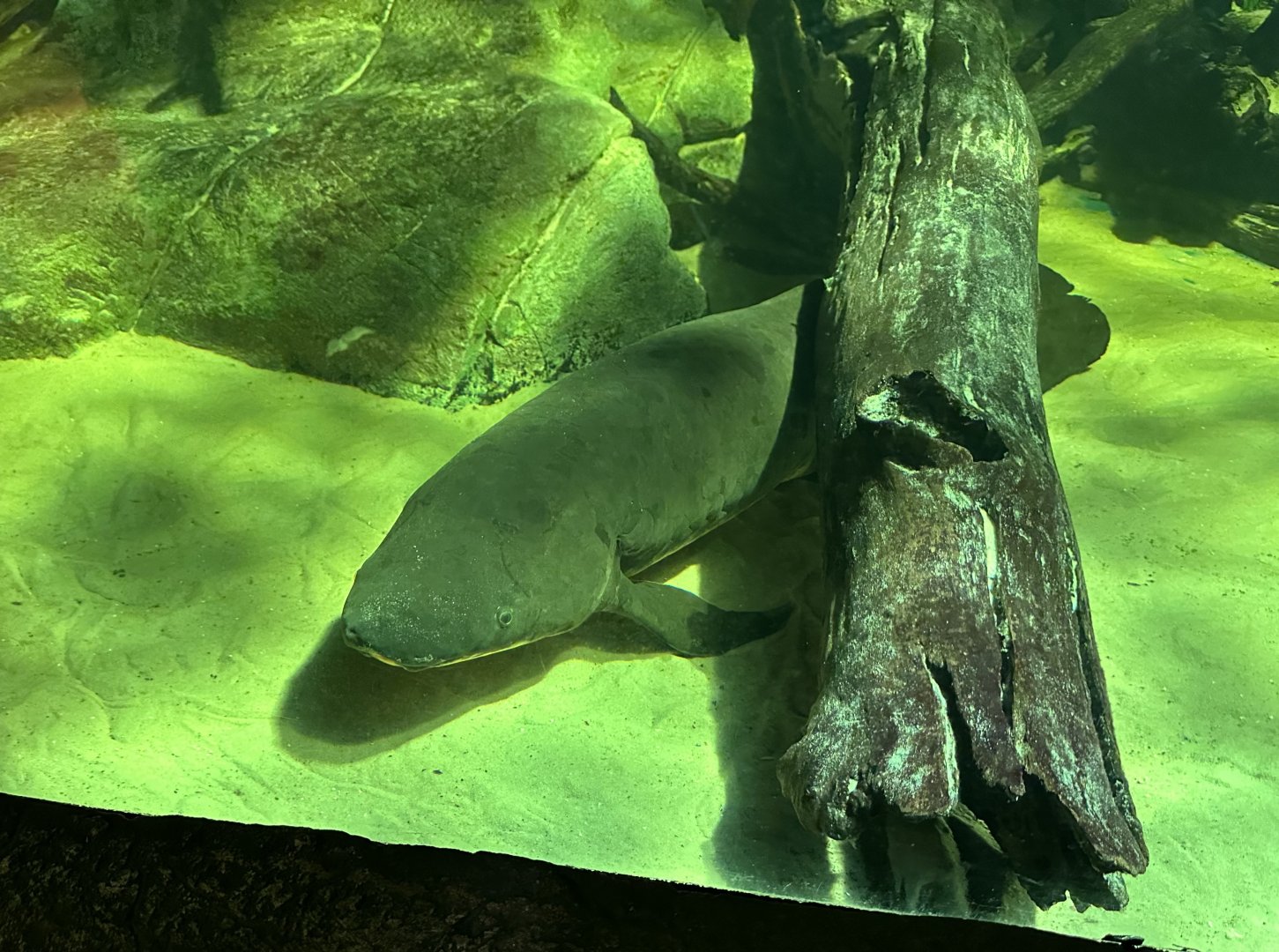 Australian lungfish (Neoceratodus forsteri)