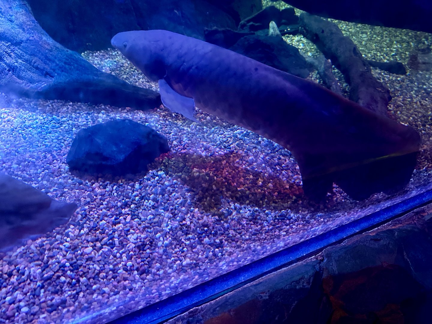 Australian lungfish (Neoceratodus forsteri)
