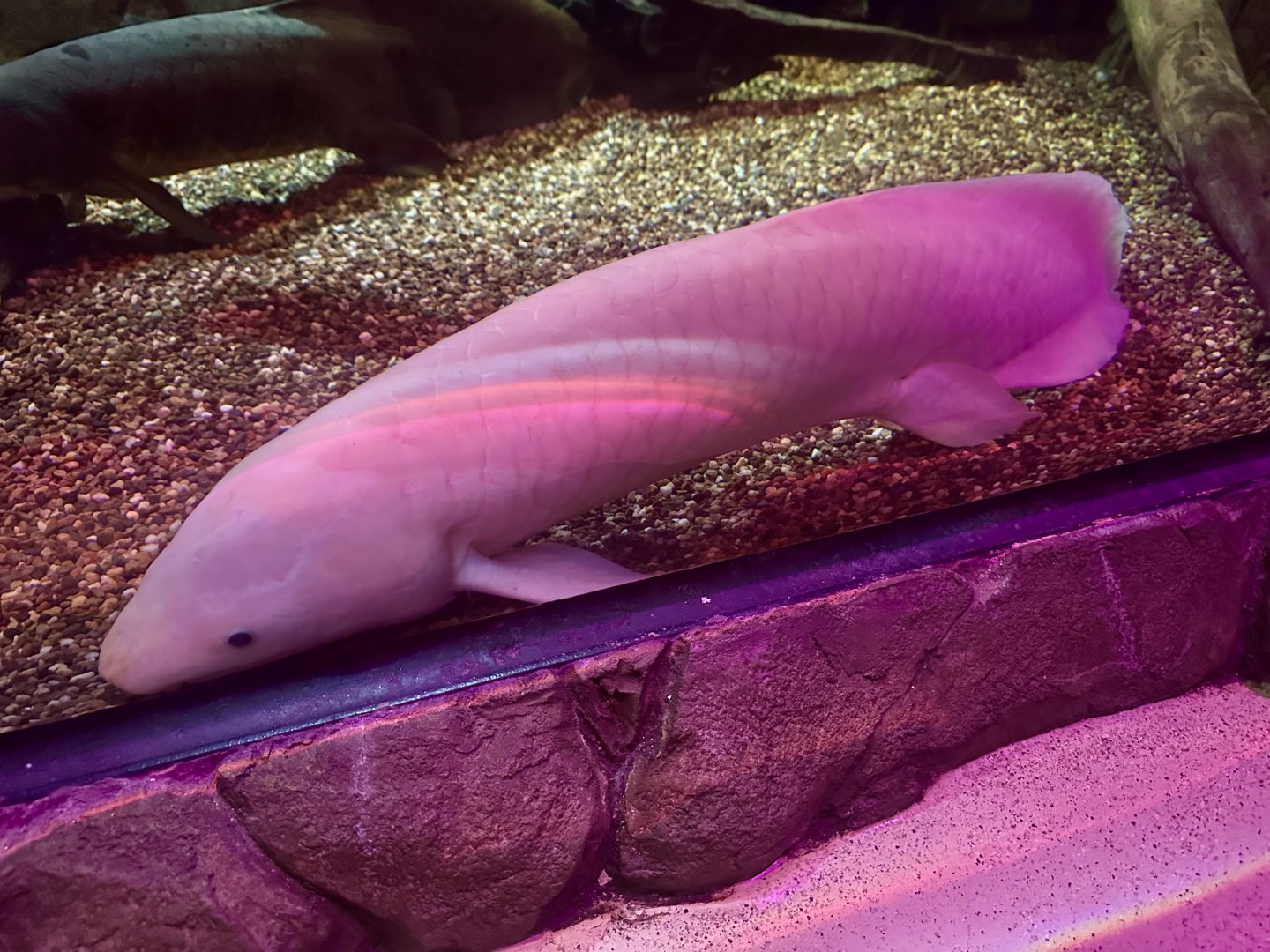 Australian lungfish (Neoceratodus forsteri)