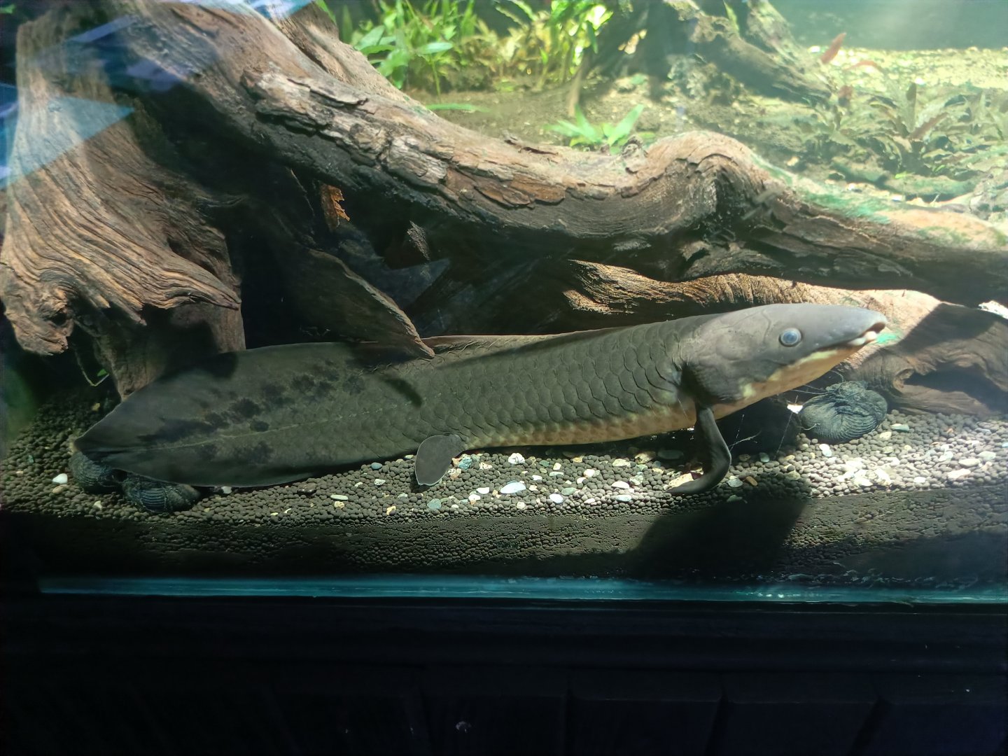 Australian Lungfish (Neoceratodus forsteri)