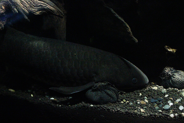 Australian lungfish (Neoceratodus forsteri)