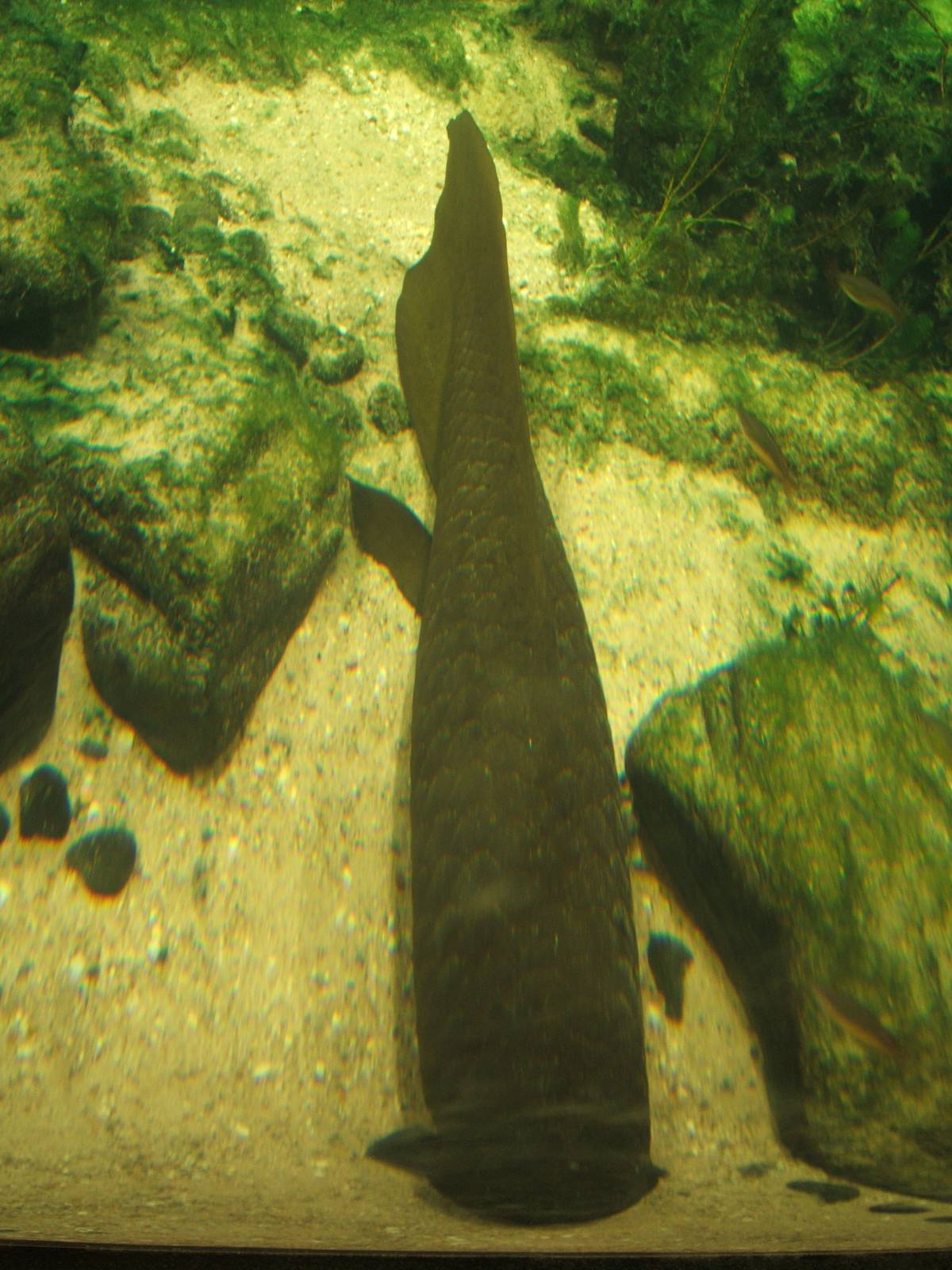 Australian Lungfish (Neoceratus forsteri)