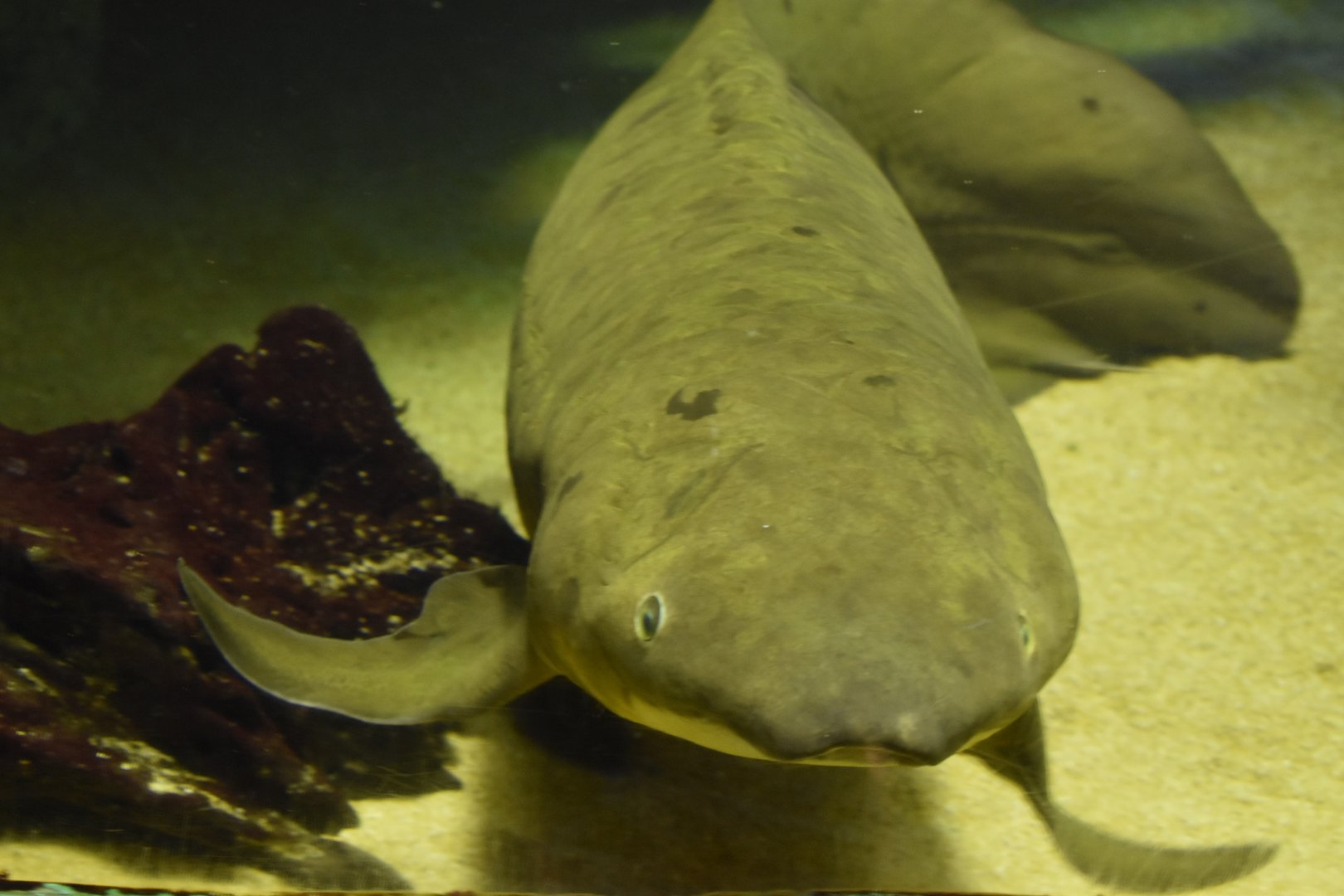 Australian Lungfish ~ October 28th, 2022