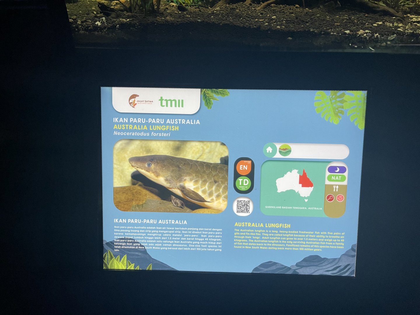 australian lungfish signage (1) - dunia air tawar