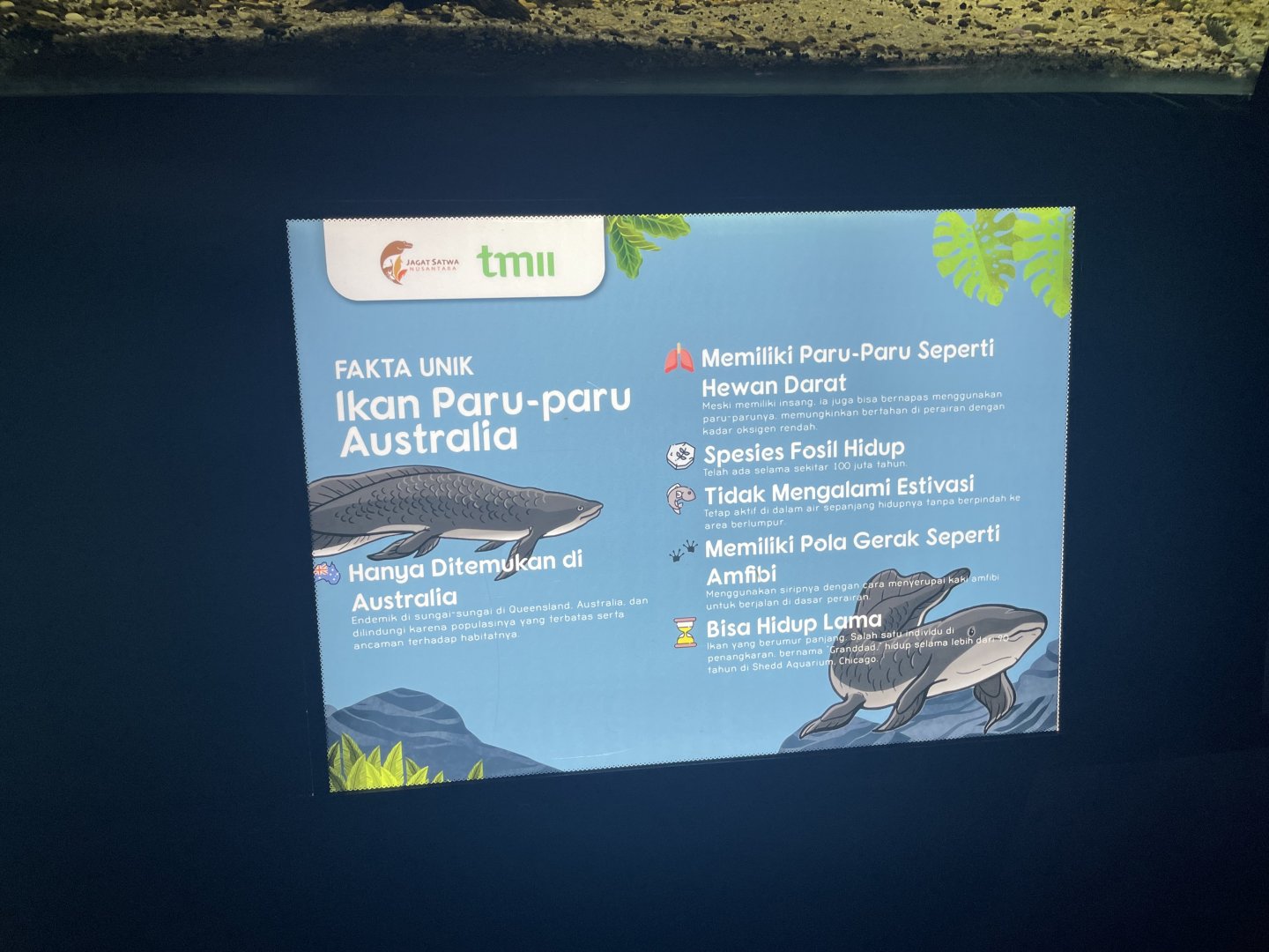 australian lungfish signage (2) - dunia air tawar