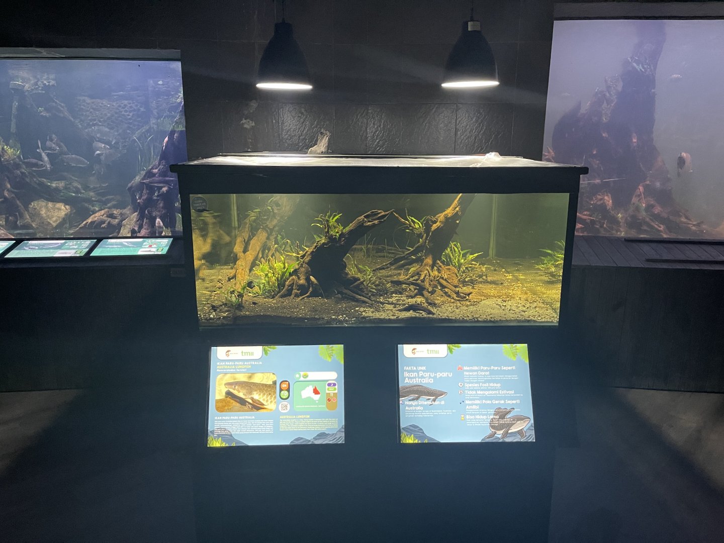 australian lungfish tank - dunia air tawar