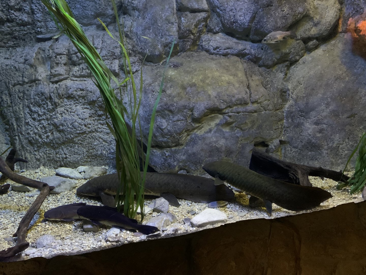 Australian Lungfish Tank
