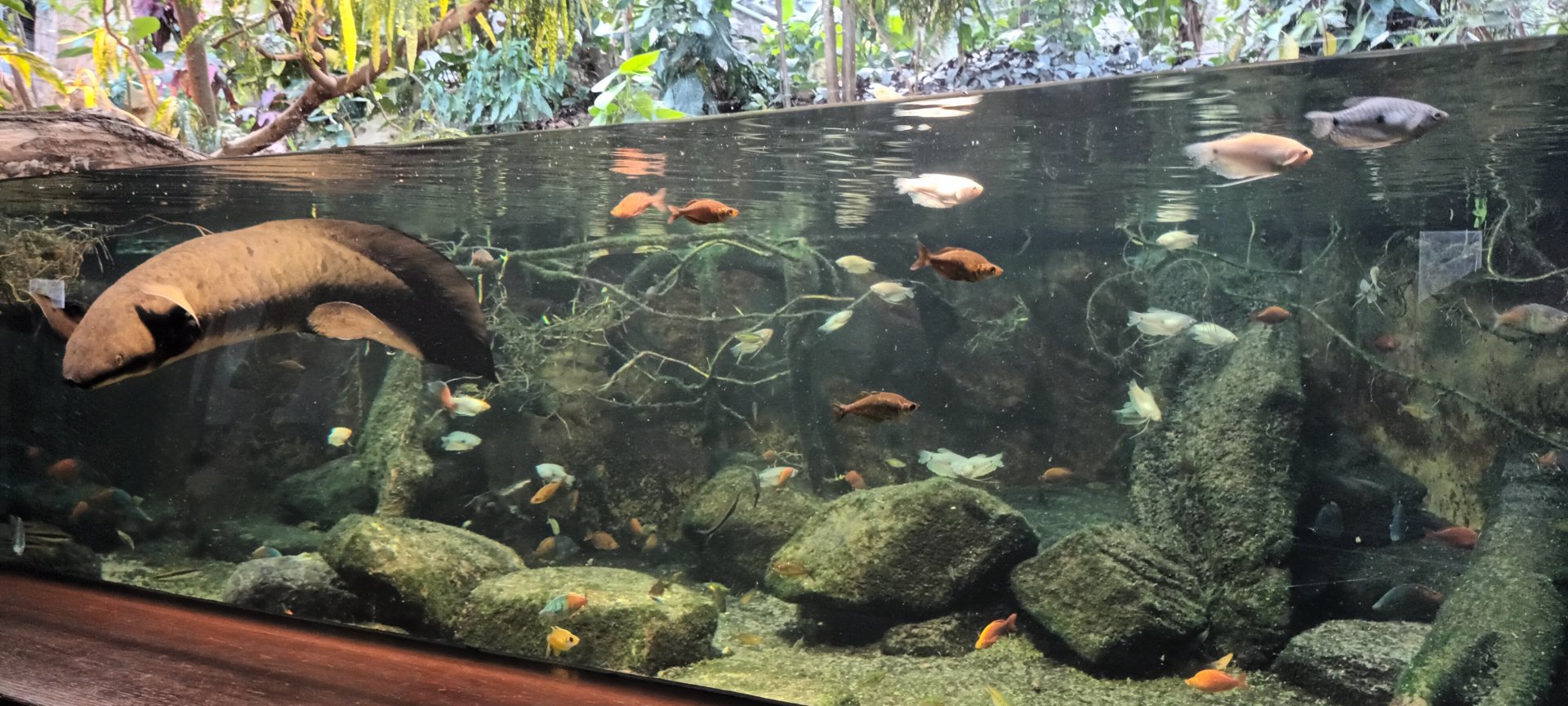Australian Lungfish Tank