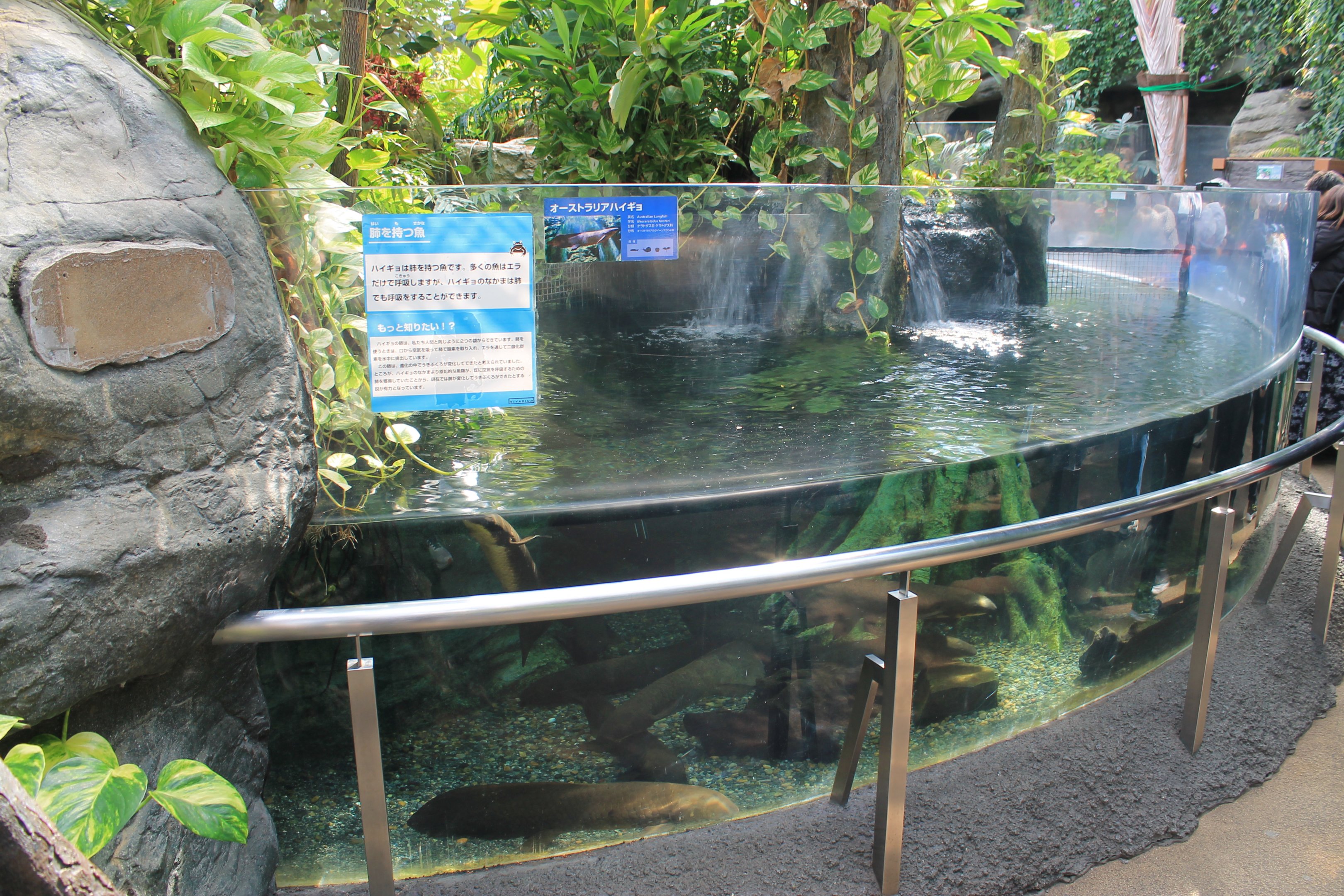 Australian Lungfish tank