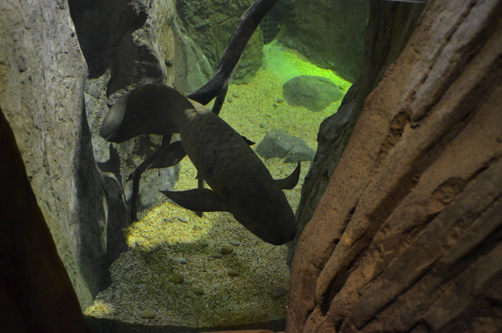 AUSTRALIAN LUNGFISH